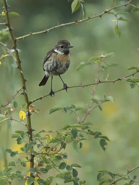 Mustapäätasku, European Stonechat, Saxicola rubicola